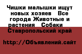   Чишки-малышки ищут новых хозяев - Все города Животные и растения » Собаки   . Ставропольский край